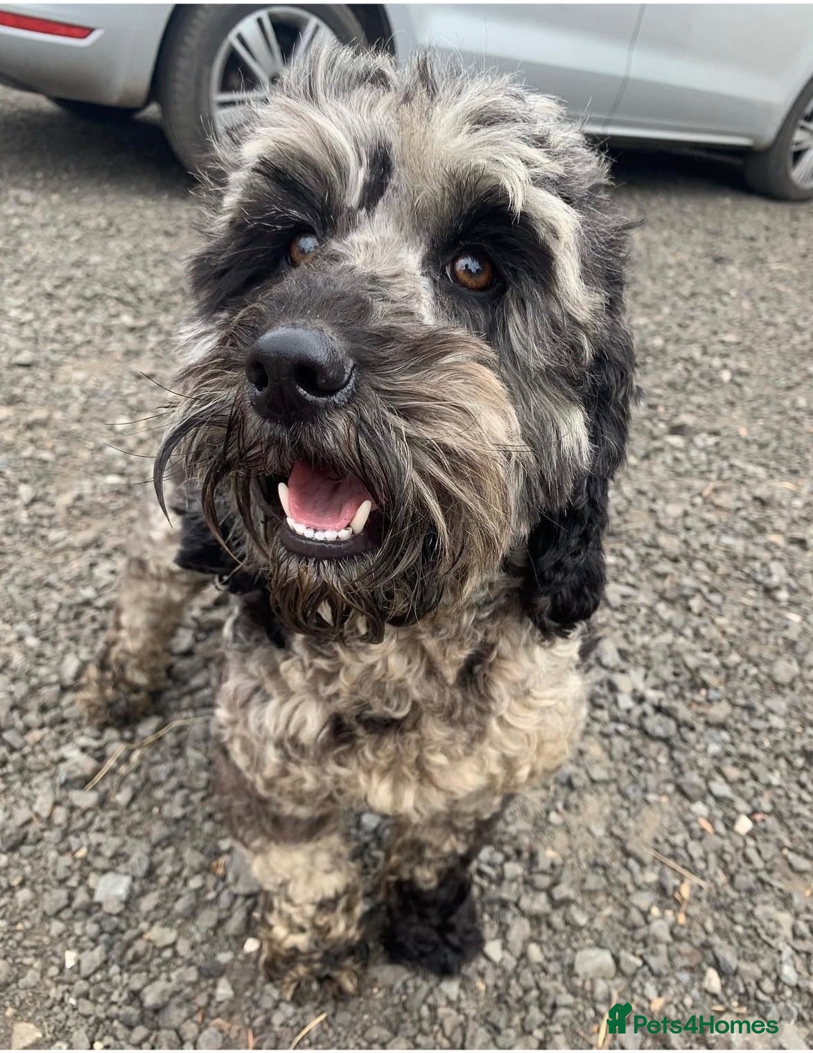 Cockapoo dogs Stunning F1b cockapoos  - Advert 2