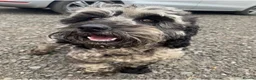 Cockapoo dogs for sale: Stunning F1b cockapoos  - Advert 1