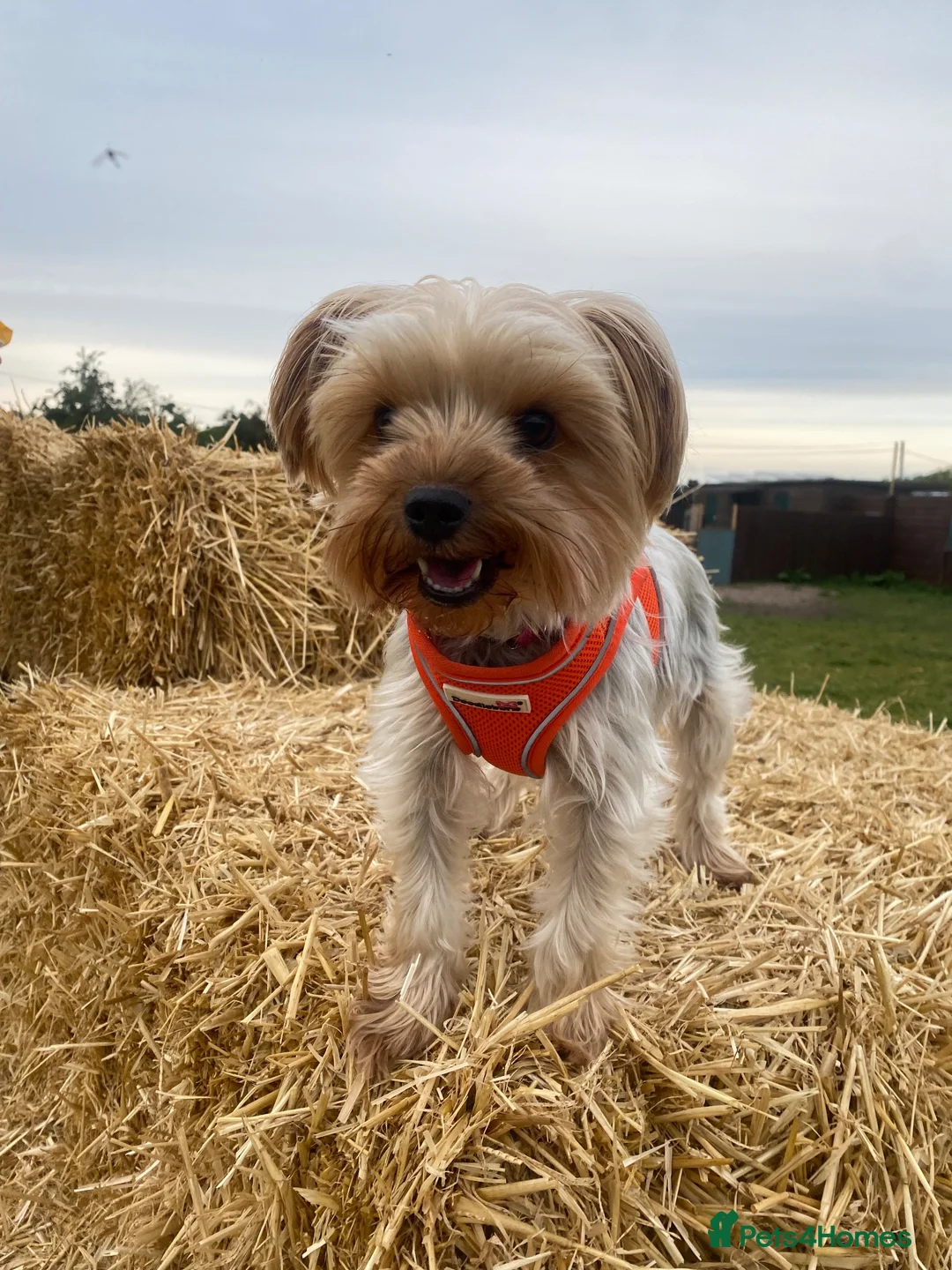 Mixed Breed dogs for sale: Adorable Chorkiepoo puppies  - Advert 2