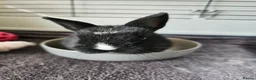 Netherland Dwarf rabbits for sale: Purebred Netherland Dwarf Doe - Advert 19