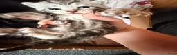Bengal cats for sale: Grey tabby/bengal kitten  - Advert 5