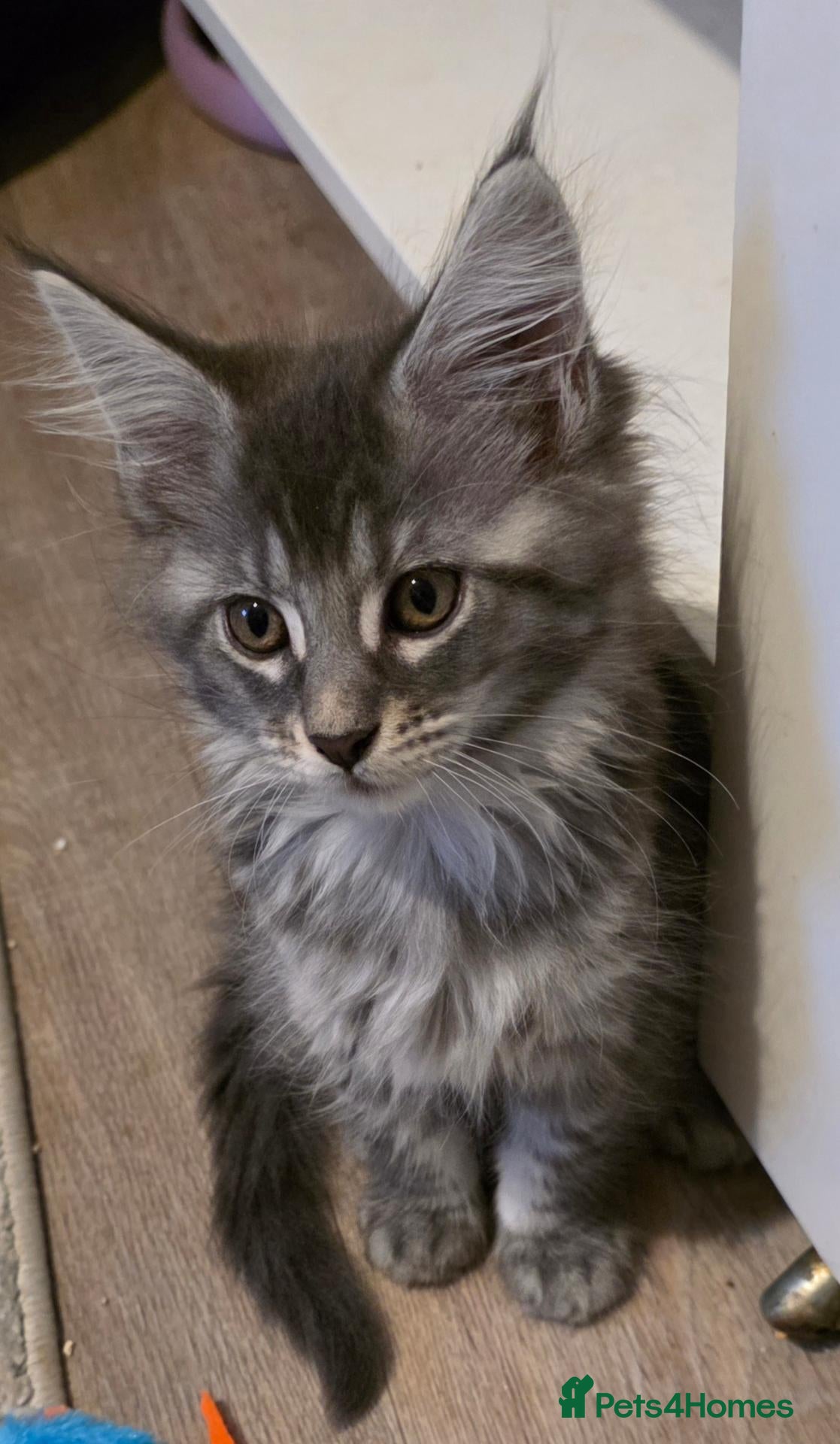 Maine Coon cats Maine Coon kittens for sale - Advert 16