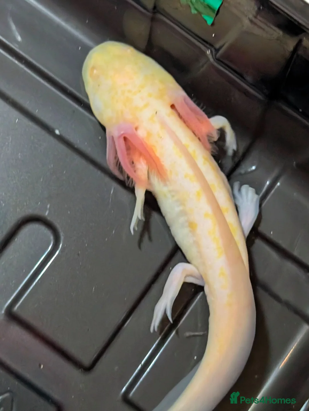 Axolotl reptiles for sale: Beautiful hypo baby Axolotls available last few  - Advert 2
