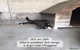 Mixed Breed dogs for adoption: Magpie- beautiful 1 year old- Reserved stc. in Brixham - Image 22