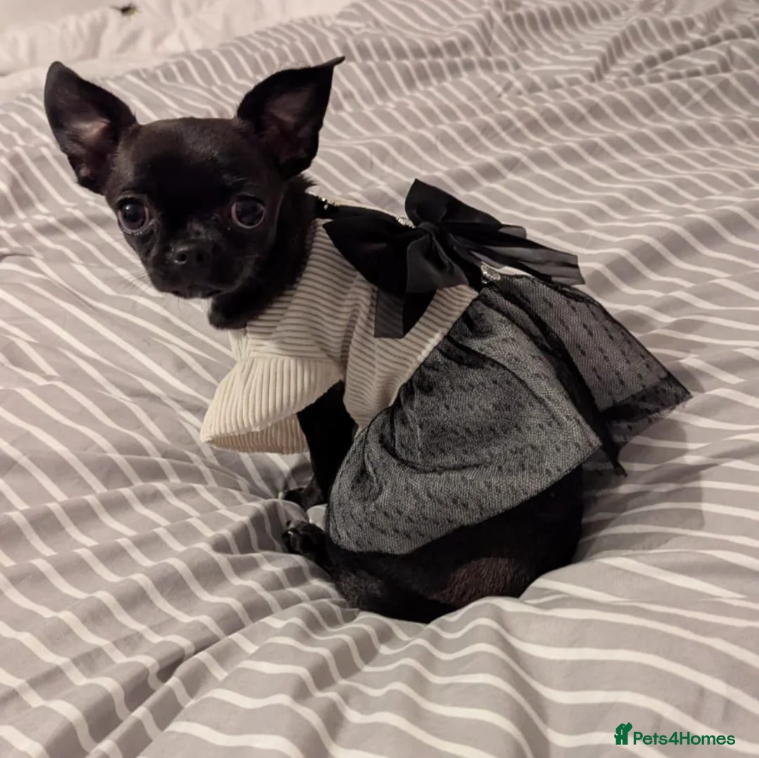 Chihuahua dogs for sale: Purebred Chihuahua puppies - Advert 1