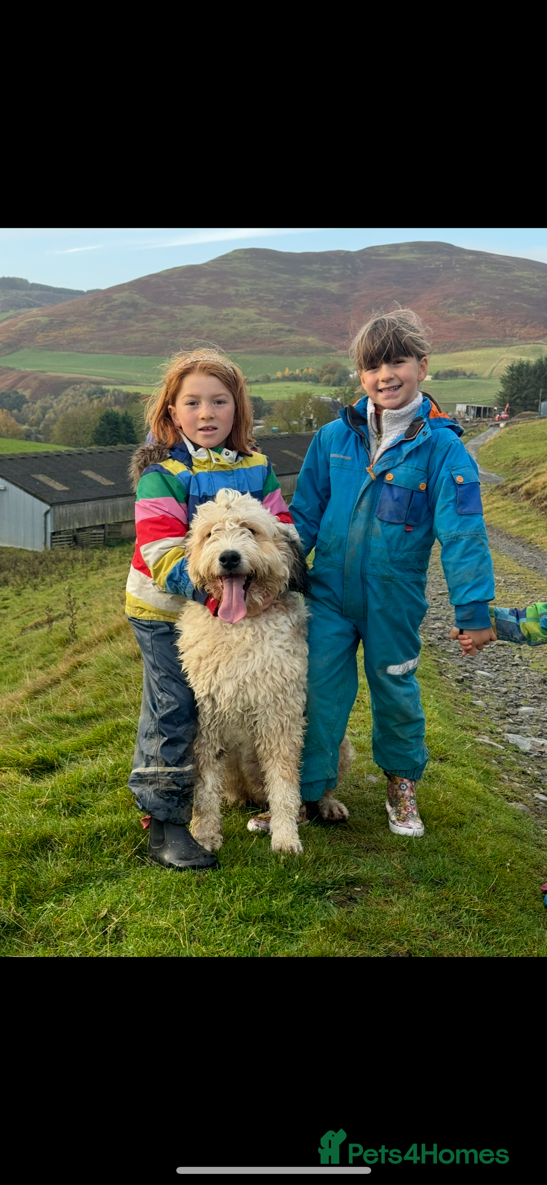 Bernedoodle dogs for sale: Bernedoodle F1B puppies - Advert 20