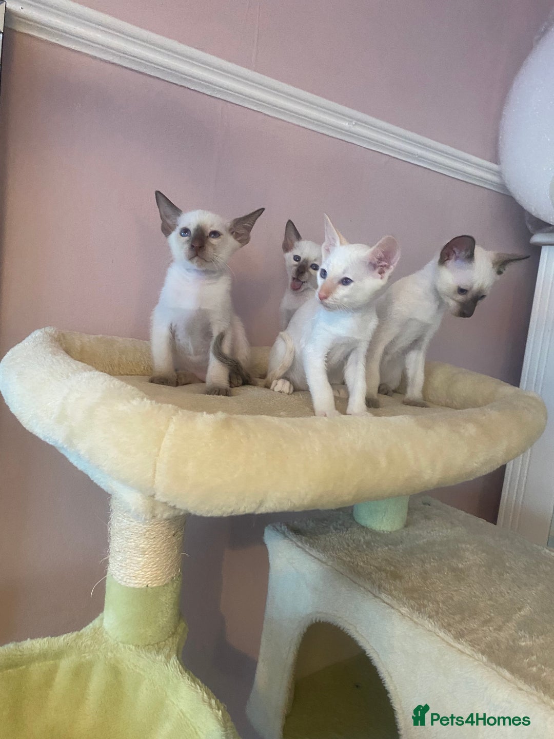 Siamese cats for sale: 🤩🐱Beautiful Siamese kittens for sale🐱⚡️ - Image 13