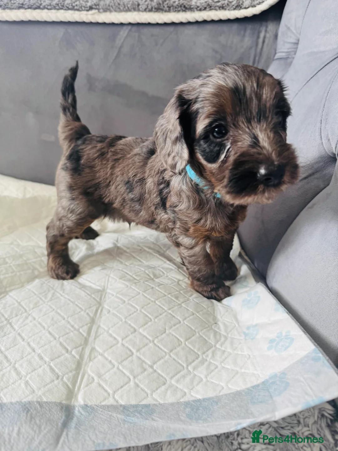 Cockapoo dogs for sale: F2 cockapoo puppies  - Advert 7