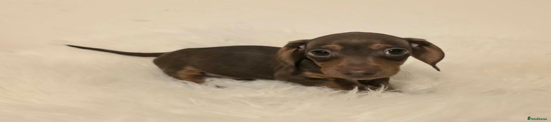 Miniature Dachshund Puppy 4
