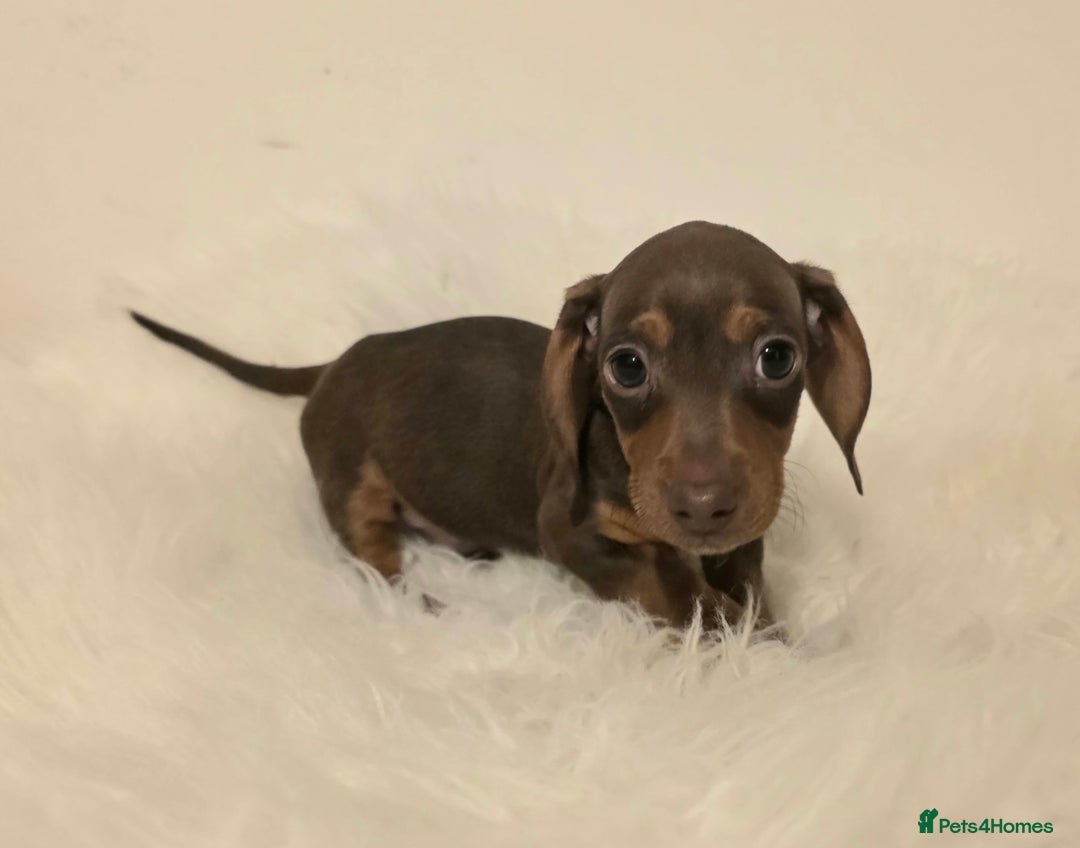 Miniature Dachshund dogs for sale: REDUCED LITTER KC REG mini Daxi  - Image 16