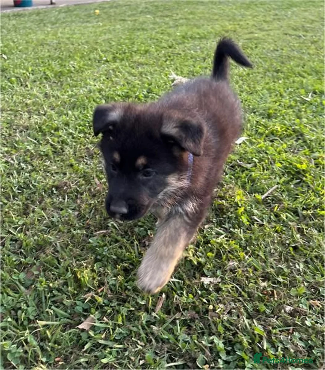 German Shepherd dogs for sale: German Shepherd Puppies for Sale in Glasgow - Advert 4