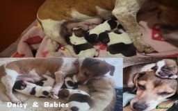 Jack Russell dogs for sale: minature jack russell puppies - Image 12