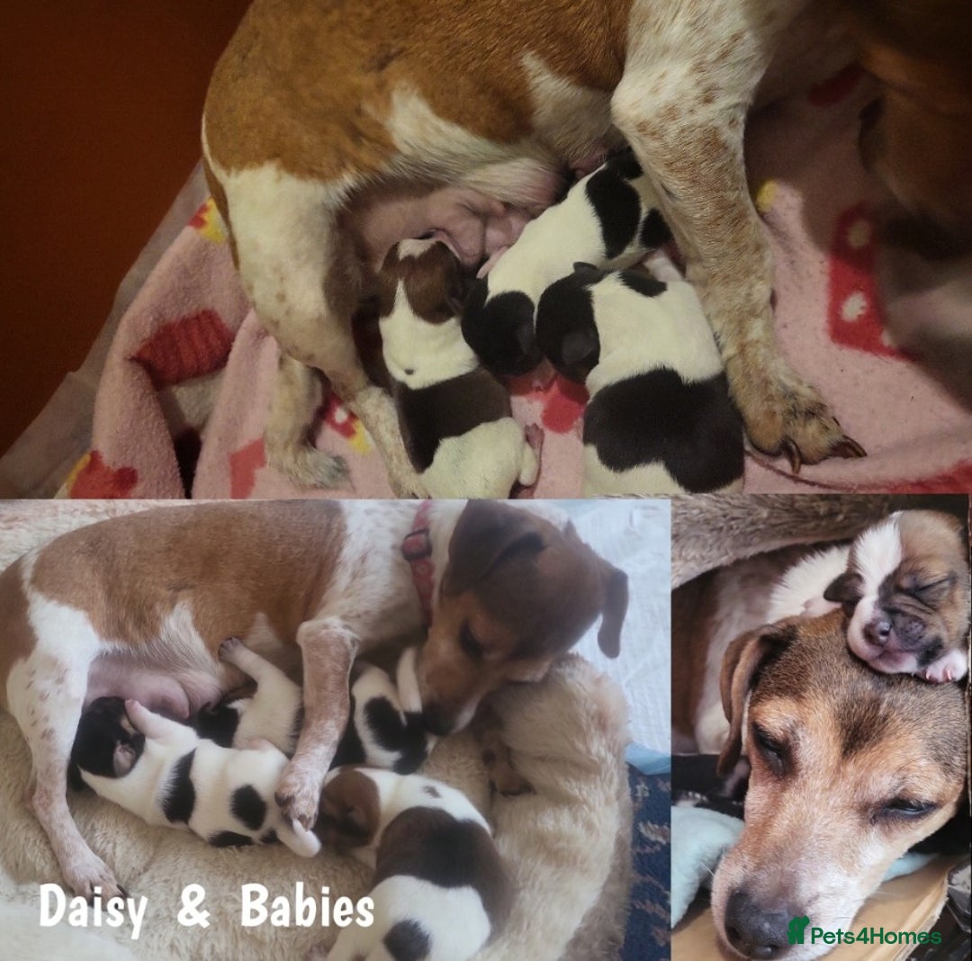 Jack Russell dogs for sale: minature jack russell puppies - Image 12