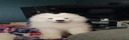 Samoyed dogs for sale: Samoyed puppy for rehoming - Advert 20