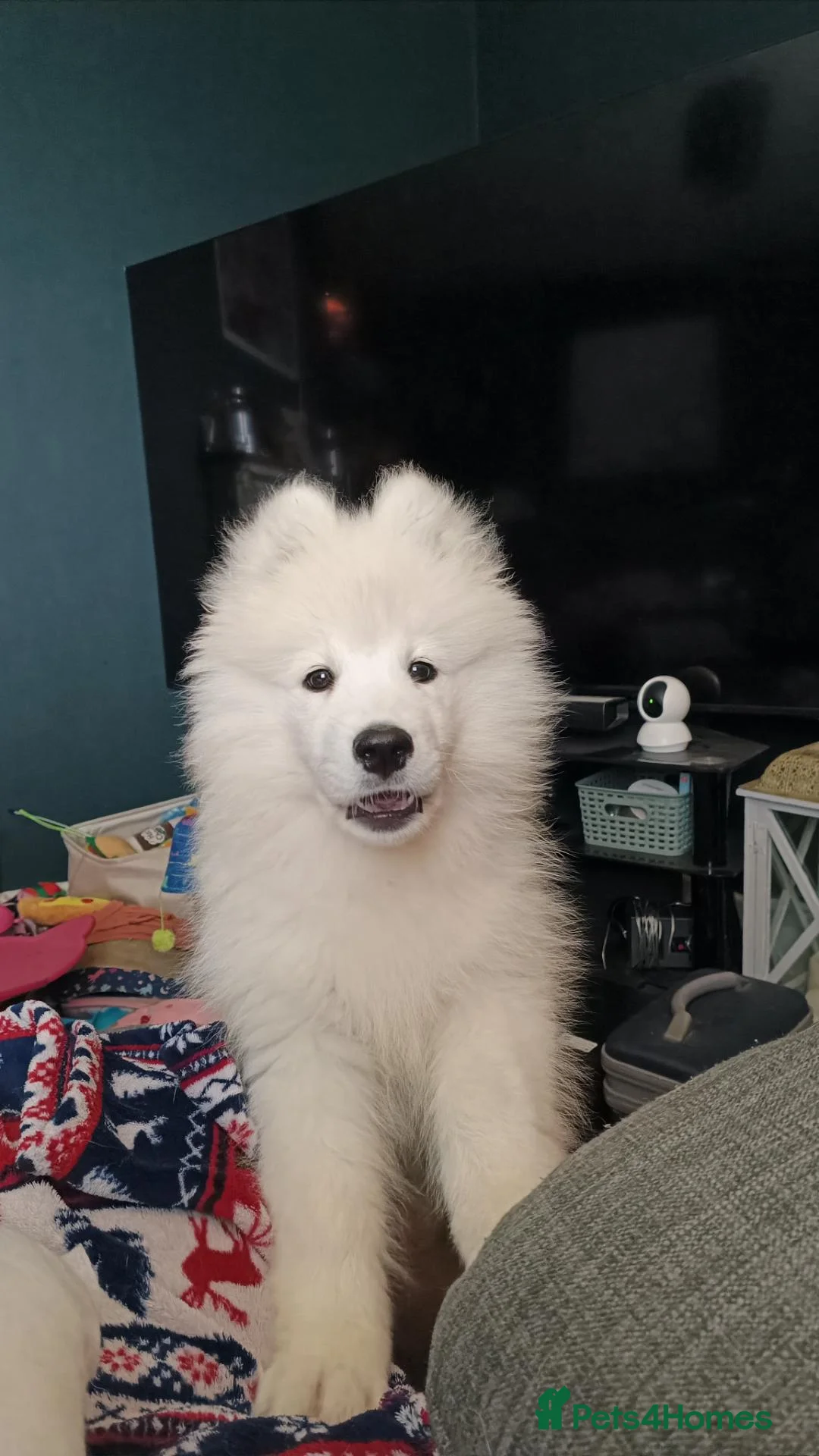 Samoyed dogs for sale: Samoyed puppy for rehoming - Advert 20