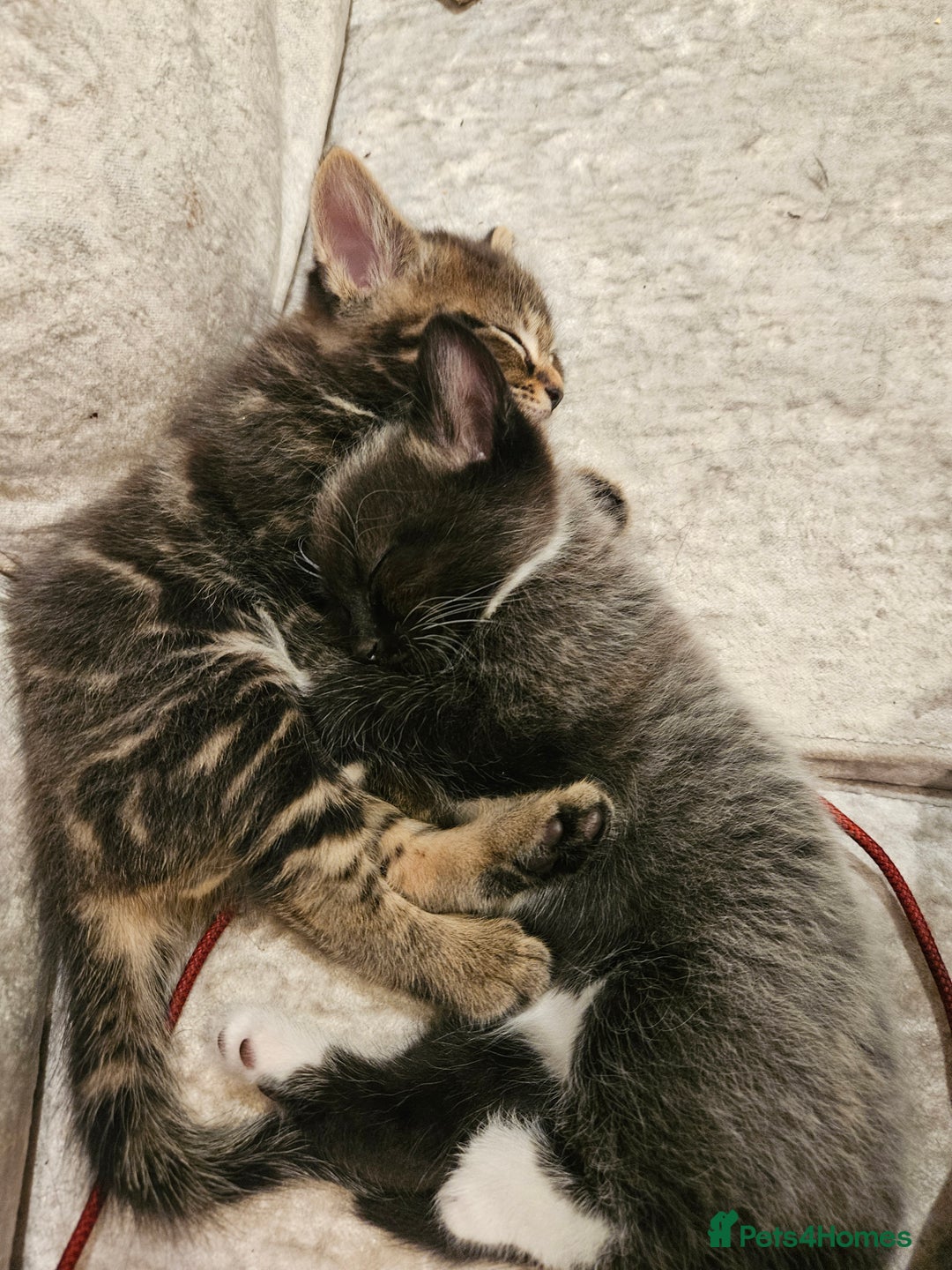 Mixed Breed cats for sale: Free kitten - Image 8