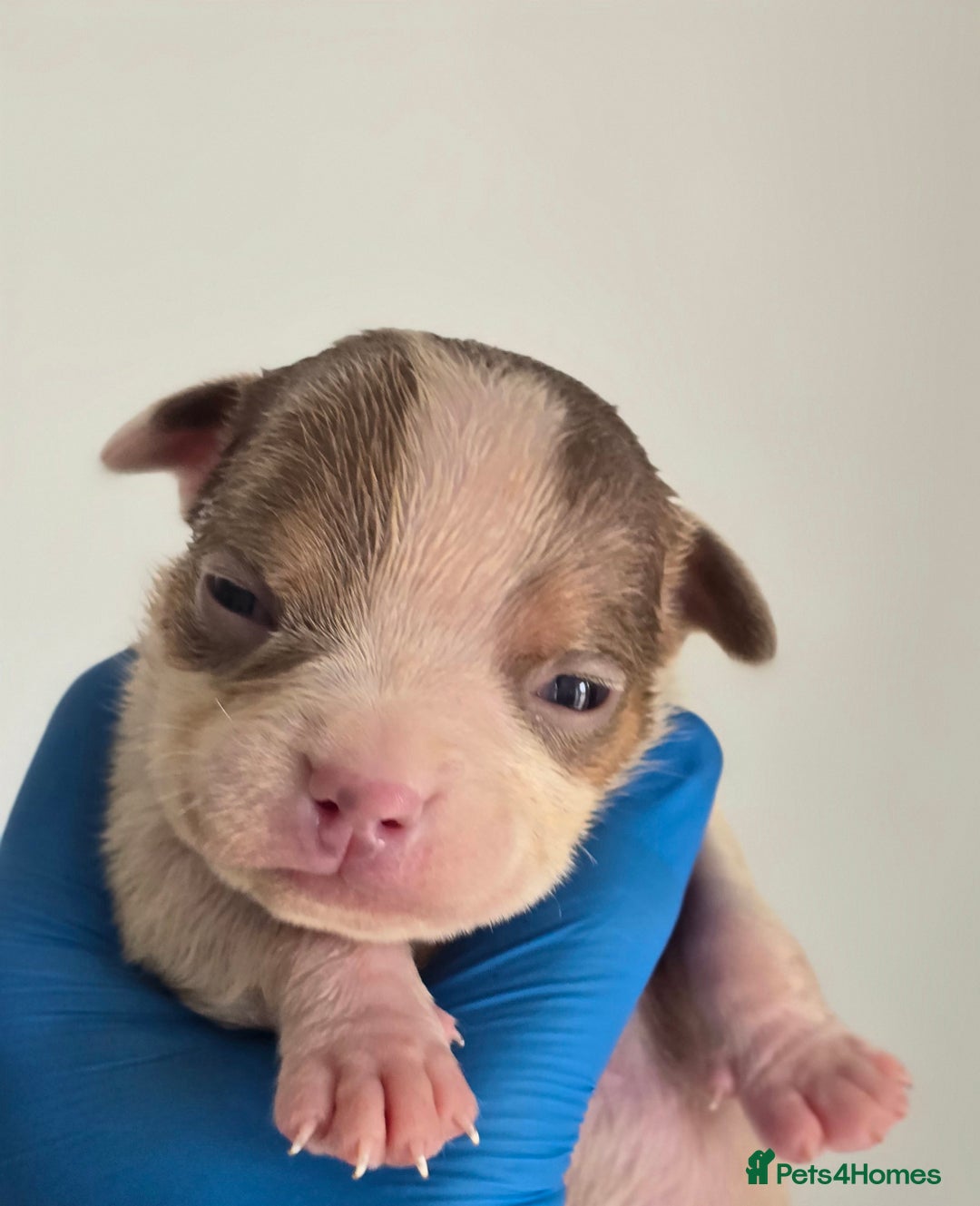 American Bully dogs for sale: Quality pocket/micro bully pups  - Image 4