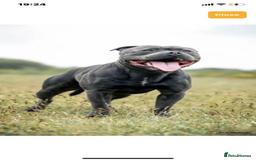 Staffordshire Bull Terrier dogs for sale: 😍😍 BEAUTIFUL & CHUNKY BLUES💙 - Image 40
