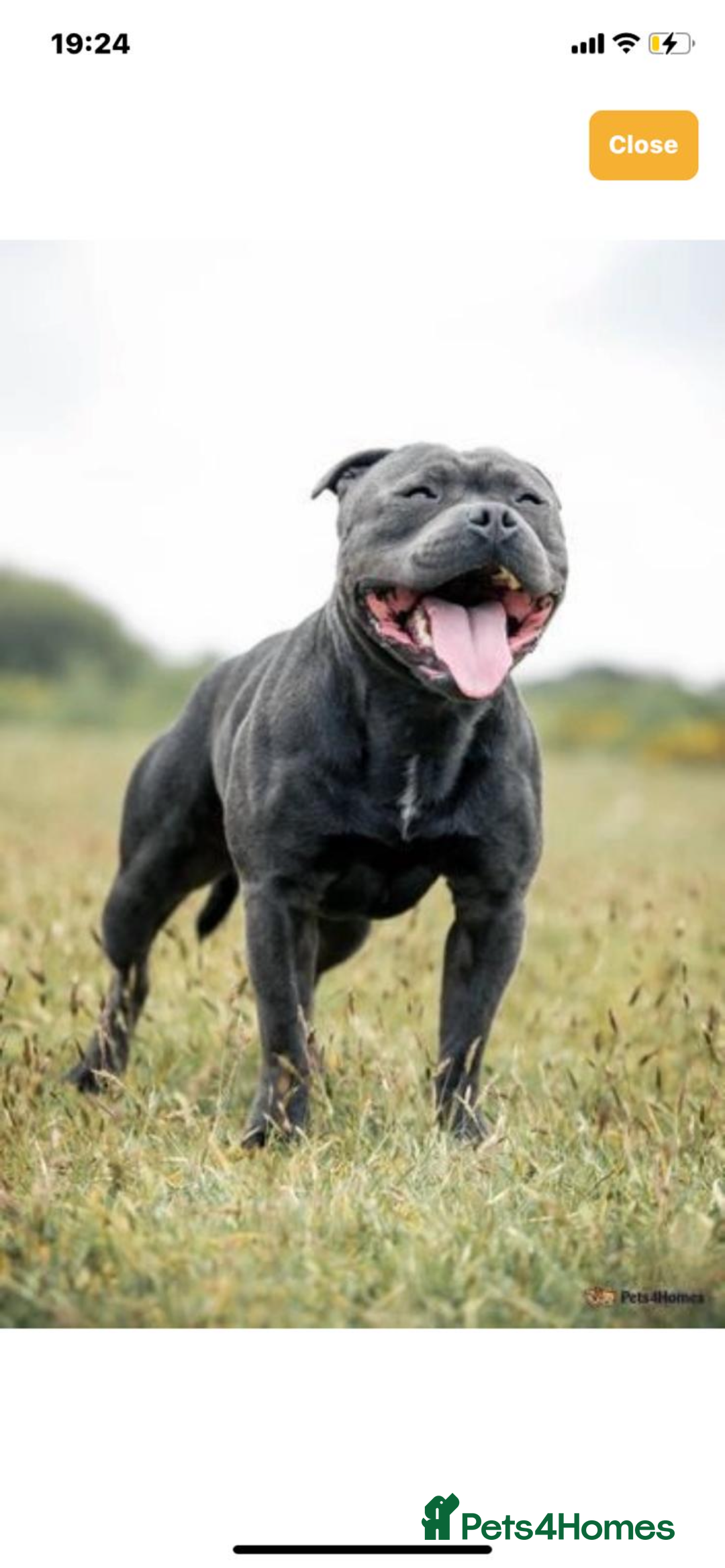 Staffordshire Bull Terrier dogs for sale: 😍😍 BEAUTIFUL & CHUNKY BLUES💙 - Image 40