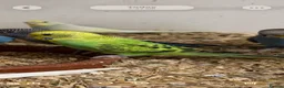 Budgerigars birds for sale: Bf, split bf, cockatiel, normals and canary - Advert 16