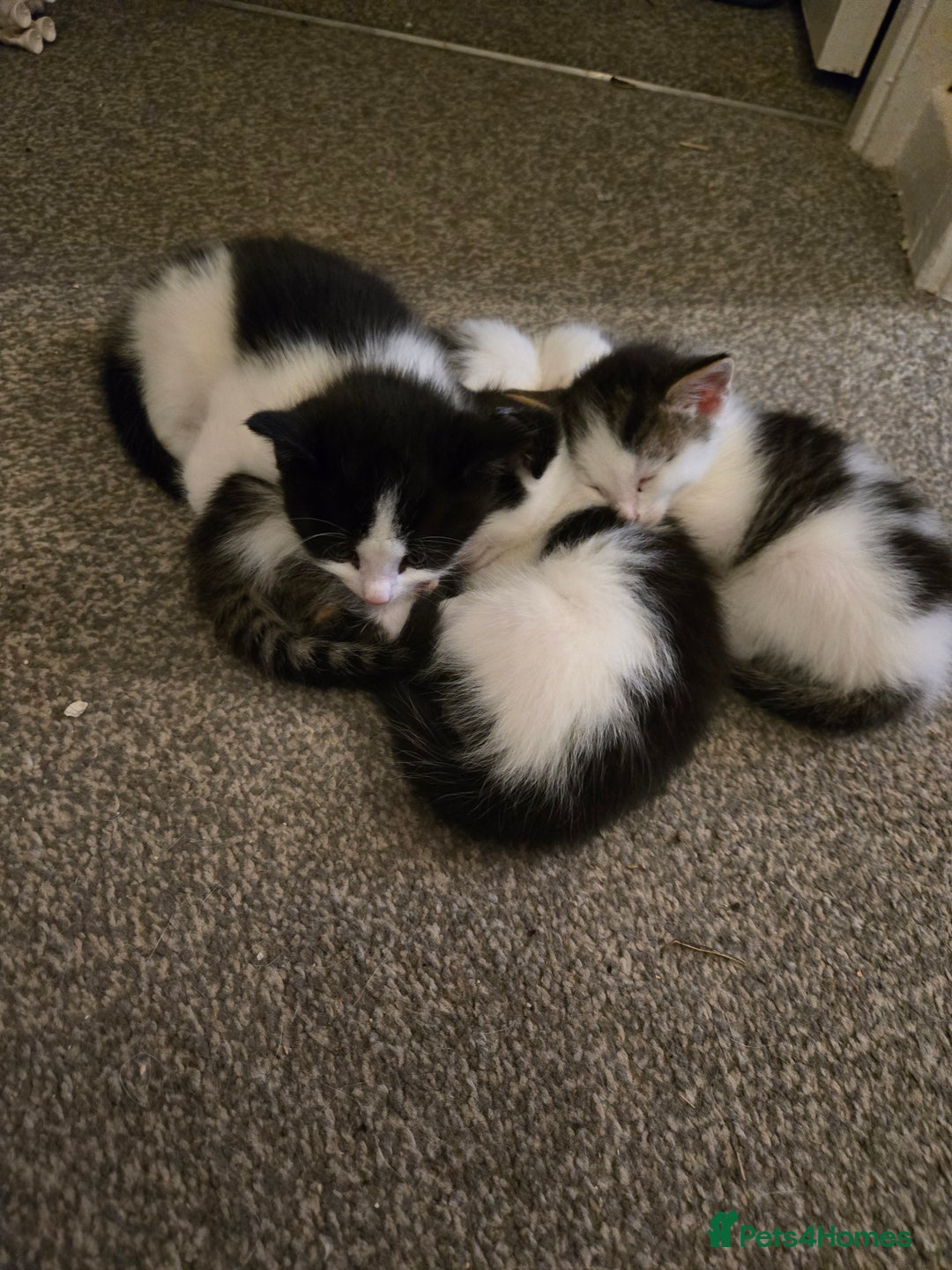 Mixed Breed cats for sale: Sweet kittens  - Image 9