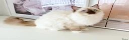 Ragdoll cats for sale: GCCF ACTIVE (FOR BREEDING) SEAL POINT MITTED GIRL - Advert 15