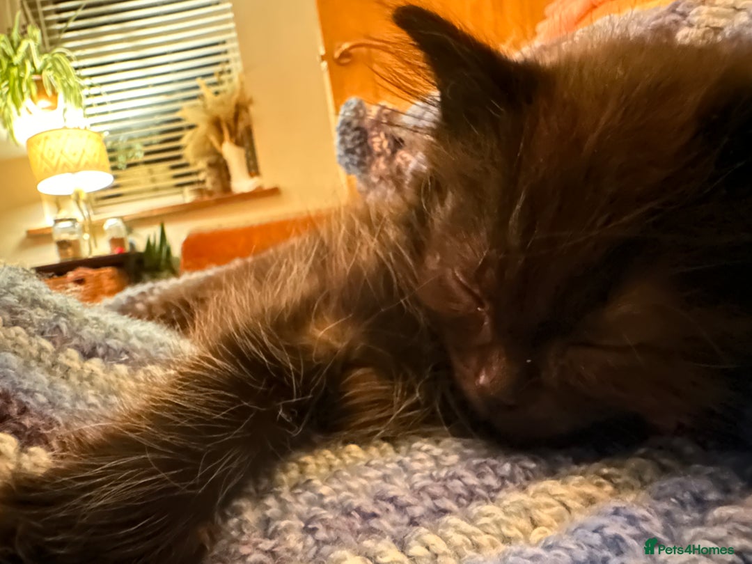 Mixed Breed cats for sale: Super fluffy female kitten - Advert 3