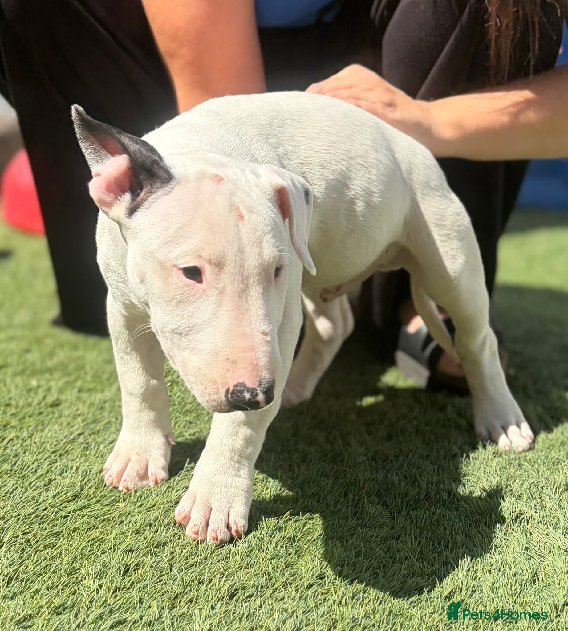 English Bull Terrier dogs English bull terrier pups  - Advert 4