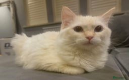Ragdoll cats for sale: Beautiful 8 Month Old Ragdolls – Loving Homes Only - Image 4