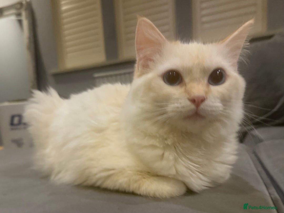 Ragdoll cats for sale: Beautiful 8 Month Old Ragdolls – Loving Homes Only - Image 4