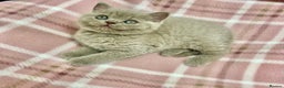 British Shorthair cats for sale: GCCF British Shorthair for Sale - Advert 23