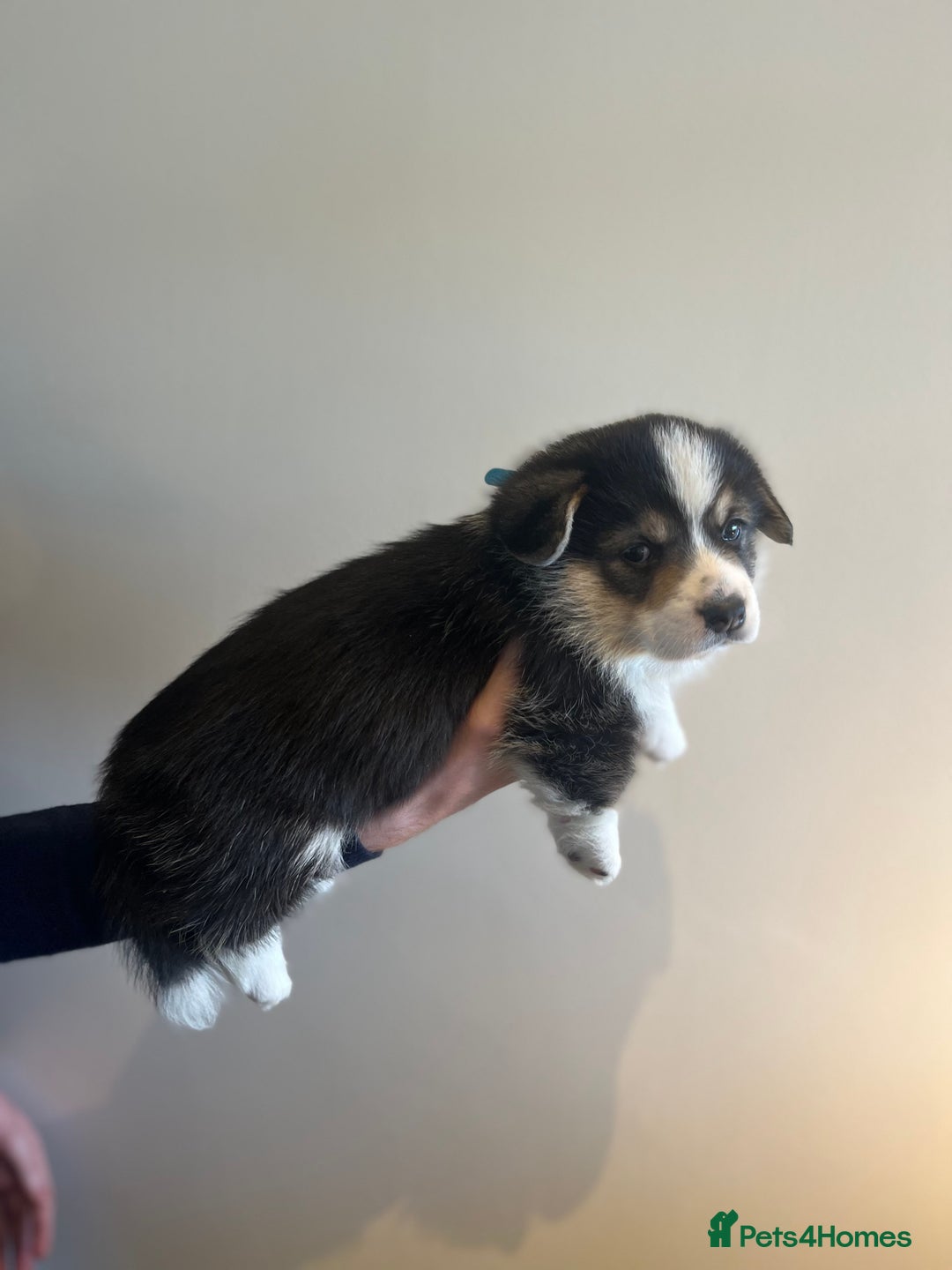 Welsh Corgi Pembroke dogs for sale: KC Pembroke Welsh Corgis (Gorgeous Tri Colour) - Advert 4