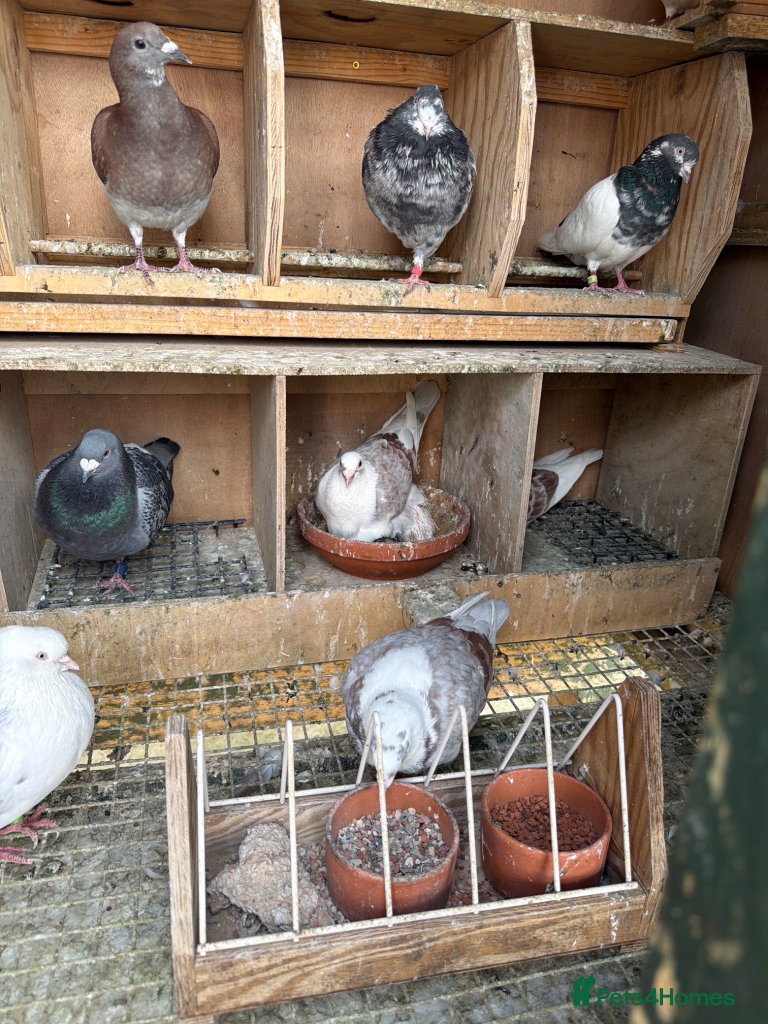 Pigeons birds Pigeon for sale as English and pure Iranian breed  - Advert 3