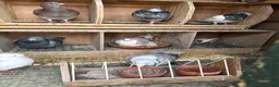Pigeons birds for sale: Pigeon for sale as English and pure Iranian breed  - Advert 1