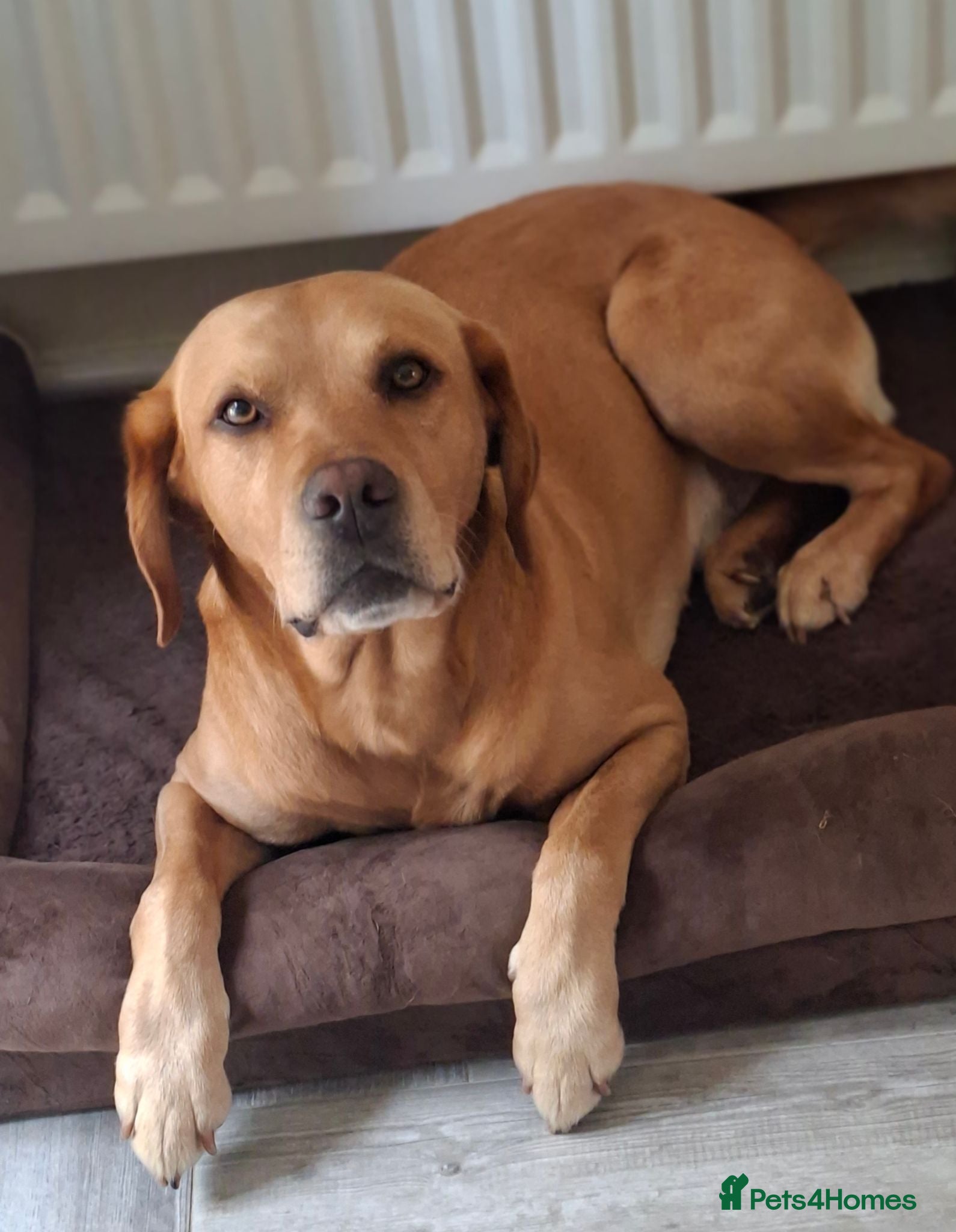 Labrador Retriever dogs Stud duties  (PROVEN) - Advert 6