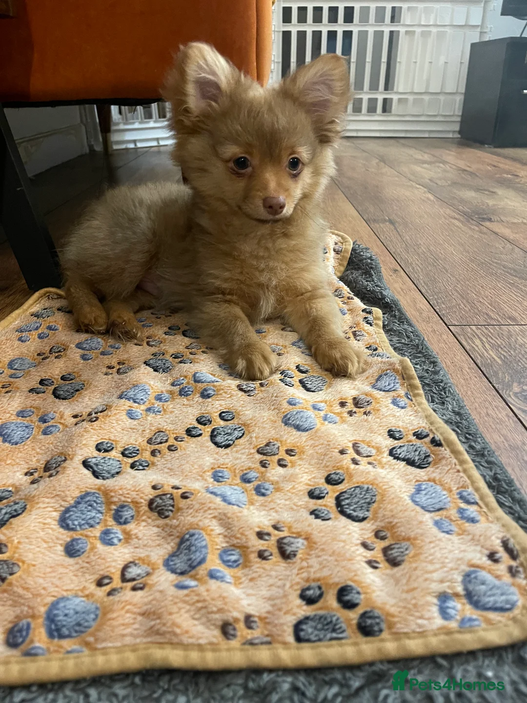 Pomchi dogs for sale: Ready Now☺️3 Pomerinian/Pomchi Puppies❤️ - Advert 10