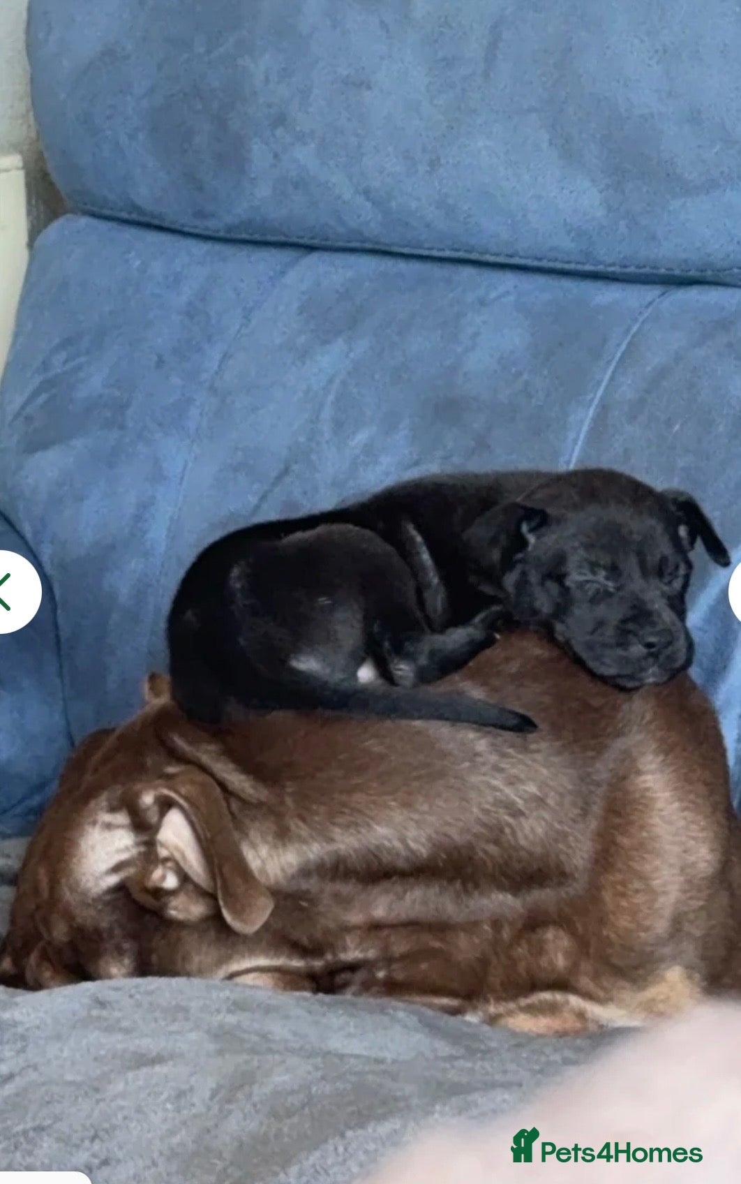 Mixed Breed dogs Labrador cross  - Advert 2