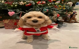 Cavapoochon dogs for stud: 🐾 Stud Available – Meet Eggy the Cavapoochon! 🐾 - Advert 12