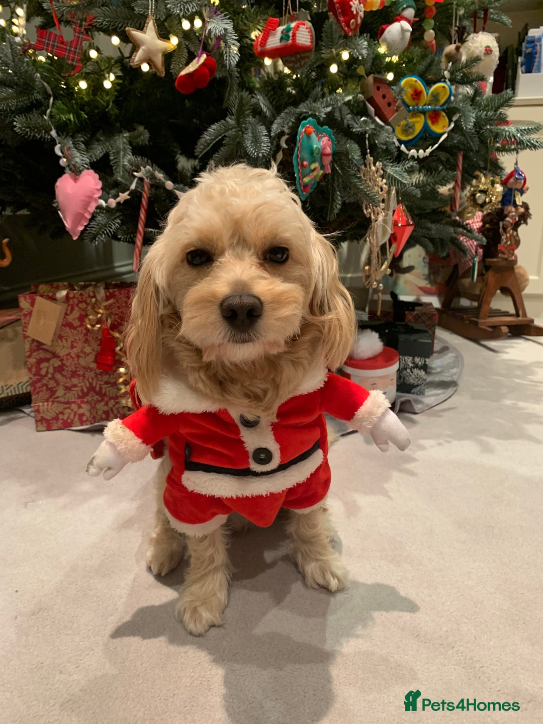 Cavapoochon dogs for stud: 🐾 Stud Available – Meet Eggy the Cavapoochon! 🐾 - Advert 12