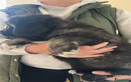 Caucasian Shepherd Dog dogs for sale:  ⭐️Caucasian shepherds⭐️puppies #bears big boned   - Image 14