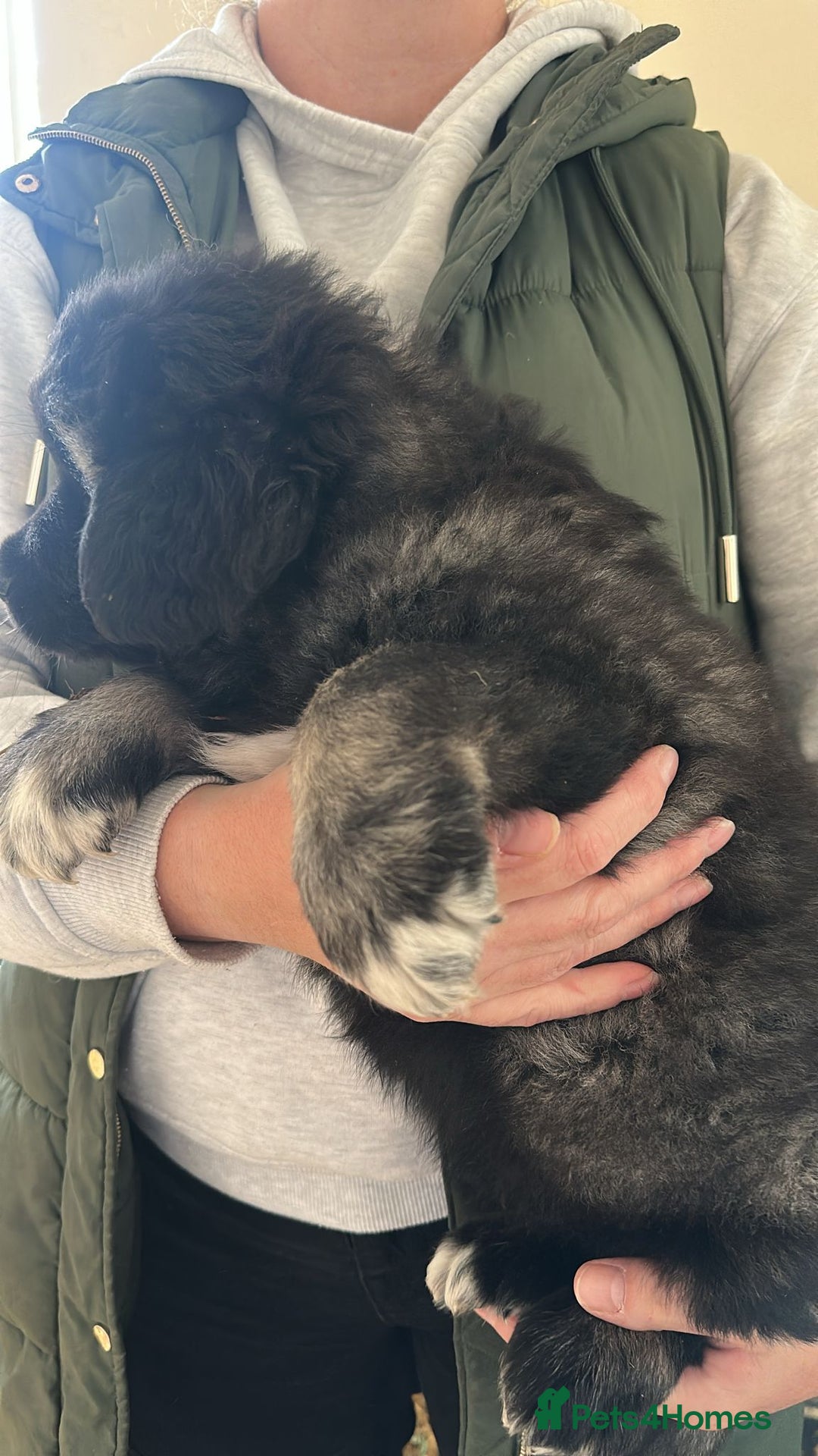 Caucasian Shepherd Dog dogs for sale:  ⭐️Caucasian shepherds⭐️puppies #bears big boned   - Image 14
