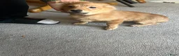 Pomeranian dogs for sale: Pomeranian puppies. - Advert 2