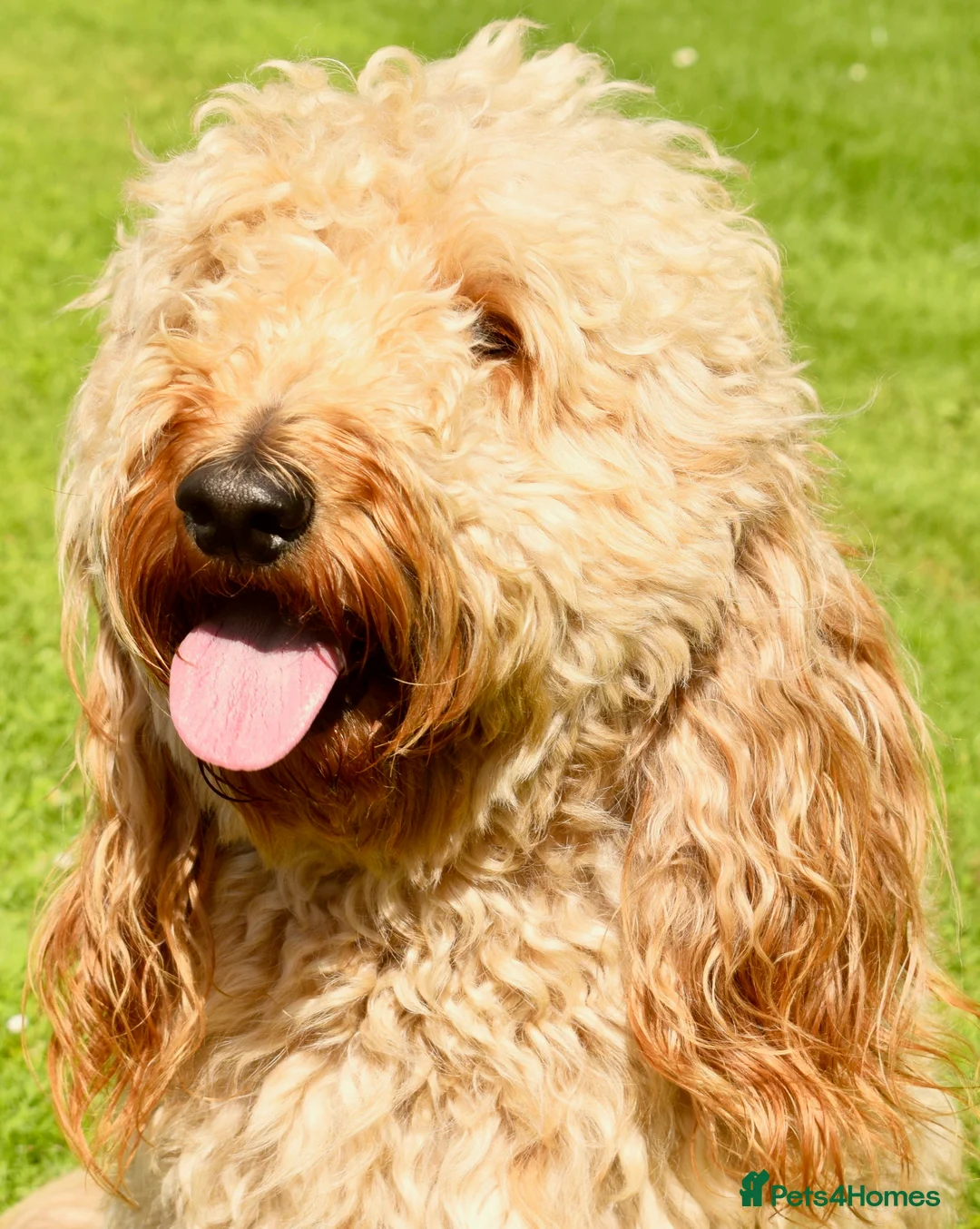 Labradoodle dogs for stud: STUD - DNA & HIPS Proven Mini Labradoodle in Tamworth - Advert 2