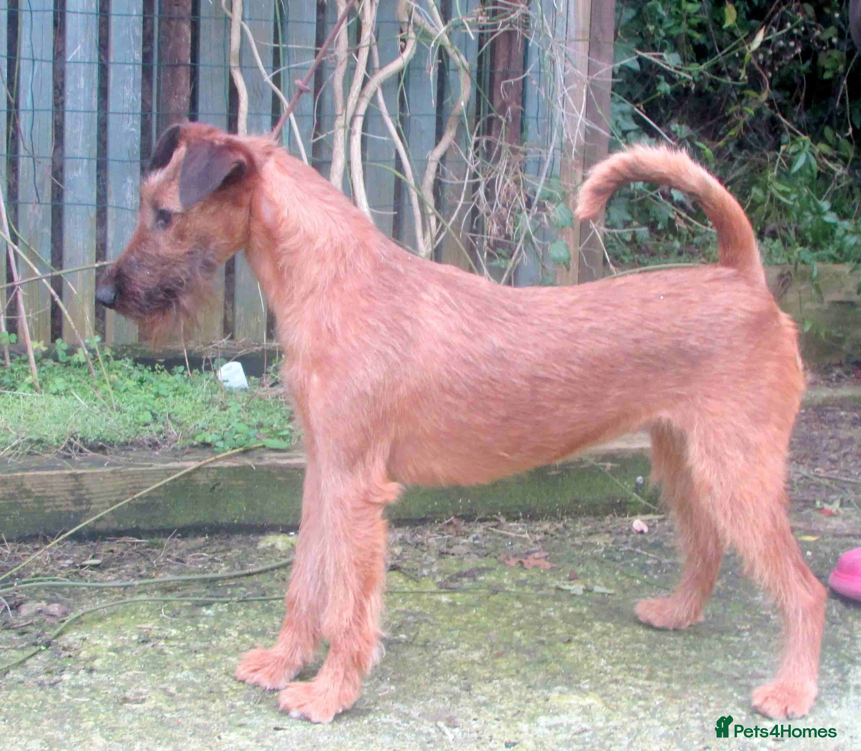 Irish Terrier dogs Lovely natured Irish terrier - Advert 4