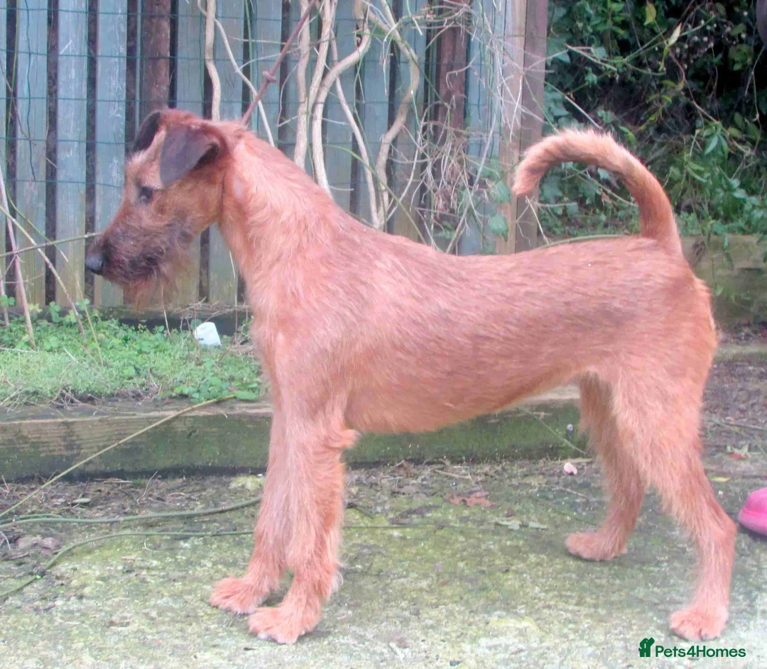 Irish Terrier dogs for sale: Lovely natured Irish terrier - Advert 1