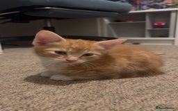 Mixed Breed cats for sale: Ginger male kitten - Image 2