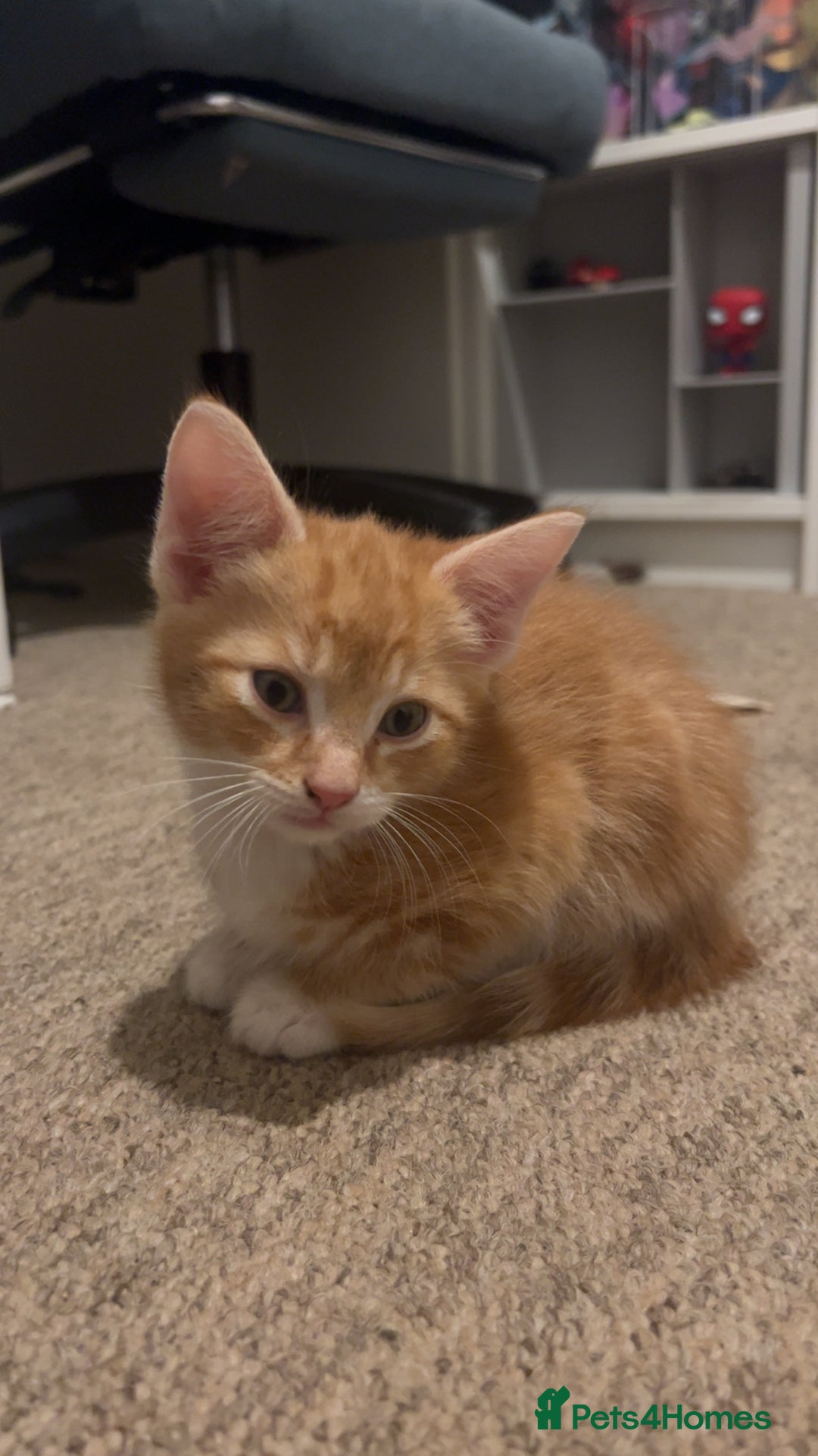 Mixed Breed cats for sale: Ginger male kitten - Image 2