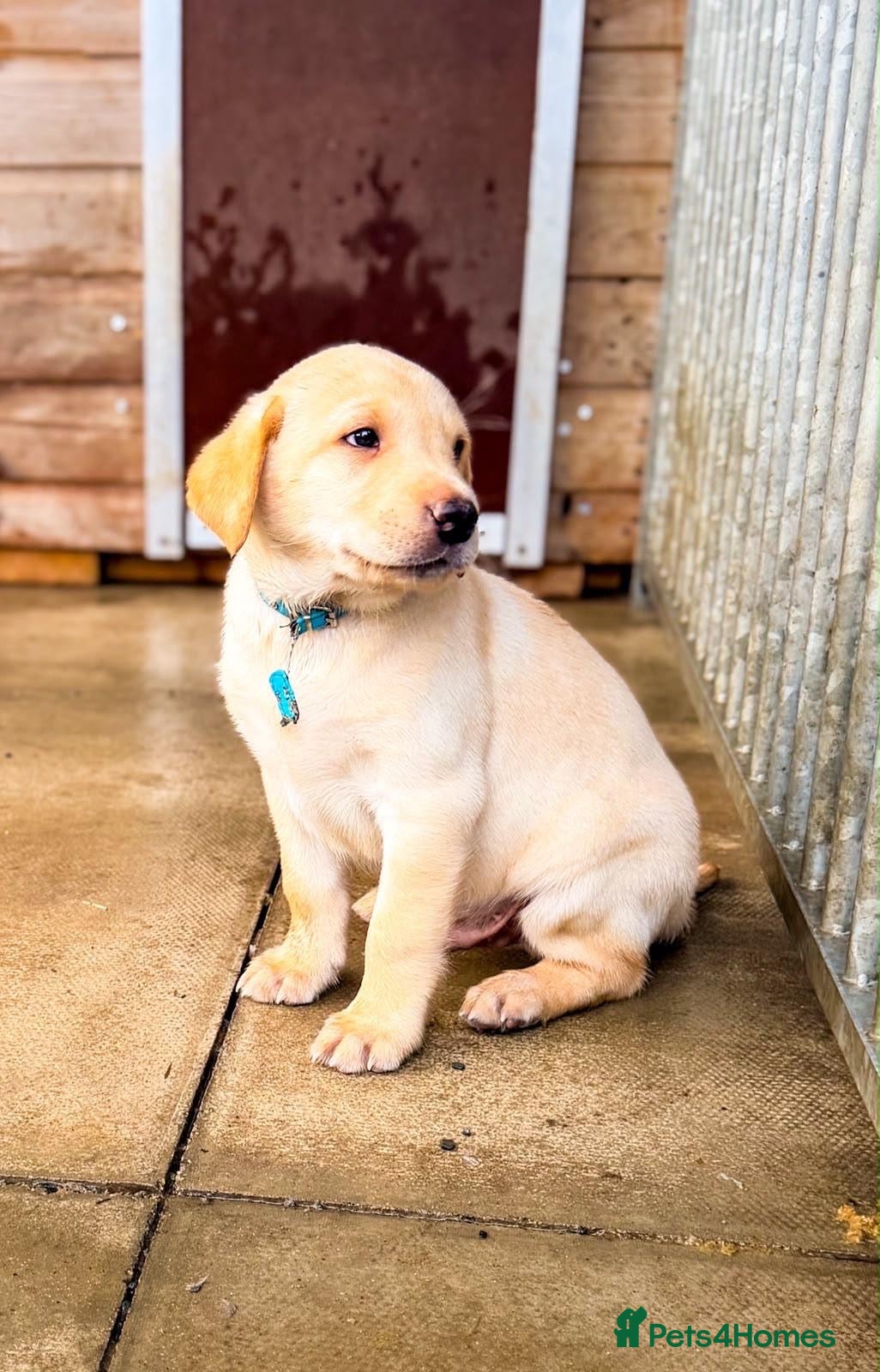Labrador Retriever dogs KC Registered Labrador pups  - Advert 2