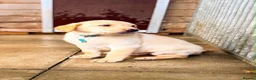 Labrador Retriever dogs for sale: KC Registered Labrador pups  - Advert 2