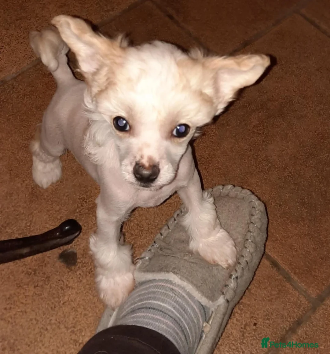 Chinese Crested dogs for sale: Chinese Crested HHL Dog Puppy - Advert 1